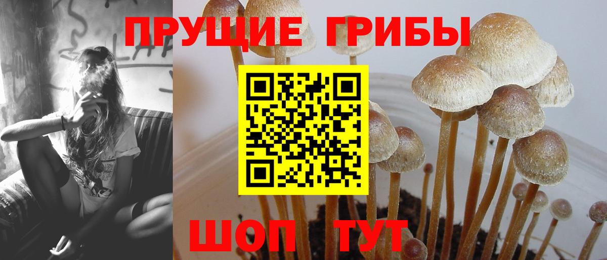 Псилоцибиновые грибы GOLDEN TEACHER Тула